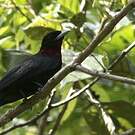Coracine noire