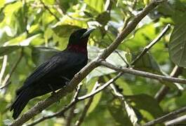 Purple-throated Fruitcrow