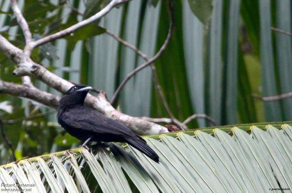 Purple-throated Fruitcrowimmature, identification