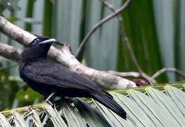 Purple-throated Fruitcrow