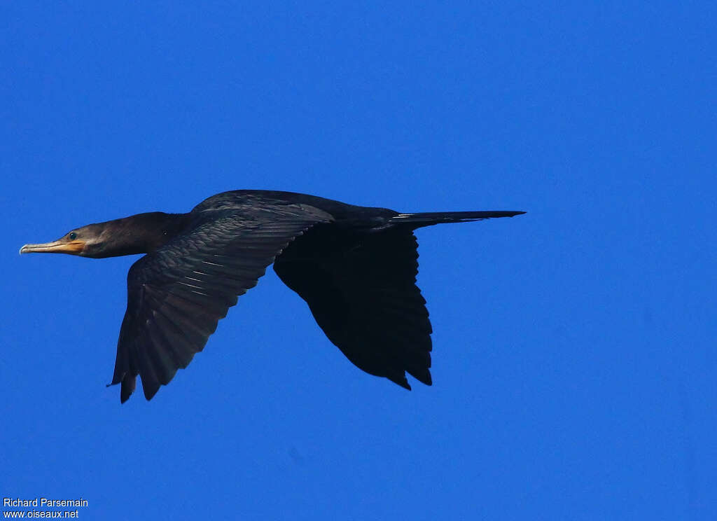 Neotropic Cormorantadult, Flight