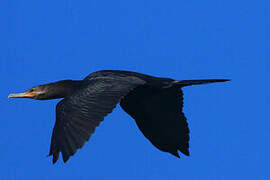 Neotropic Cormorant