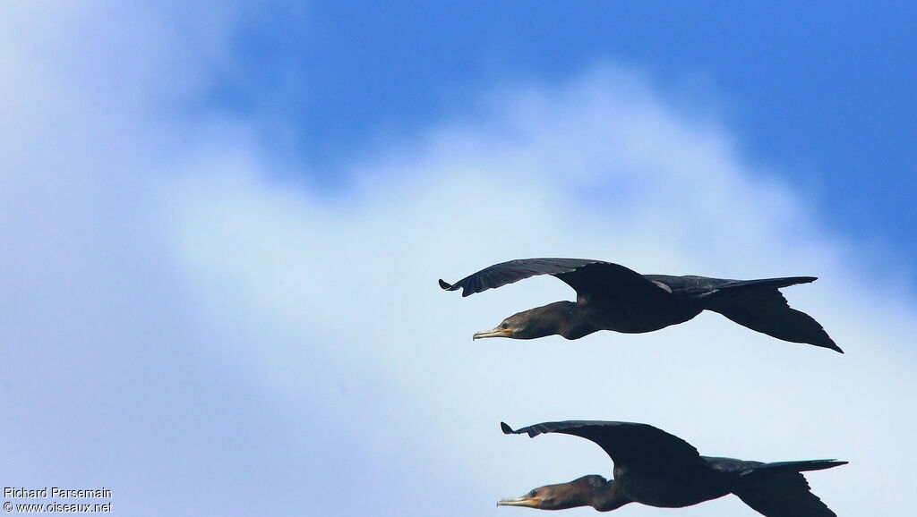 Cormoran viguaadulte