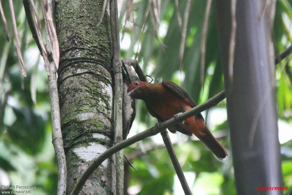 Cotinga ouette femelle adulte