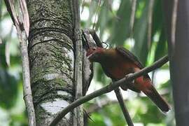 Cotinga ouette