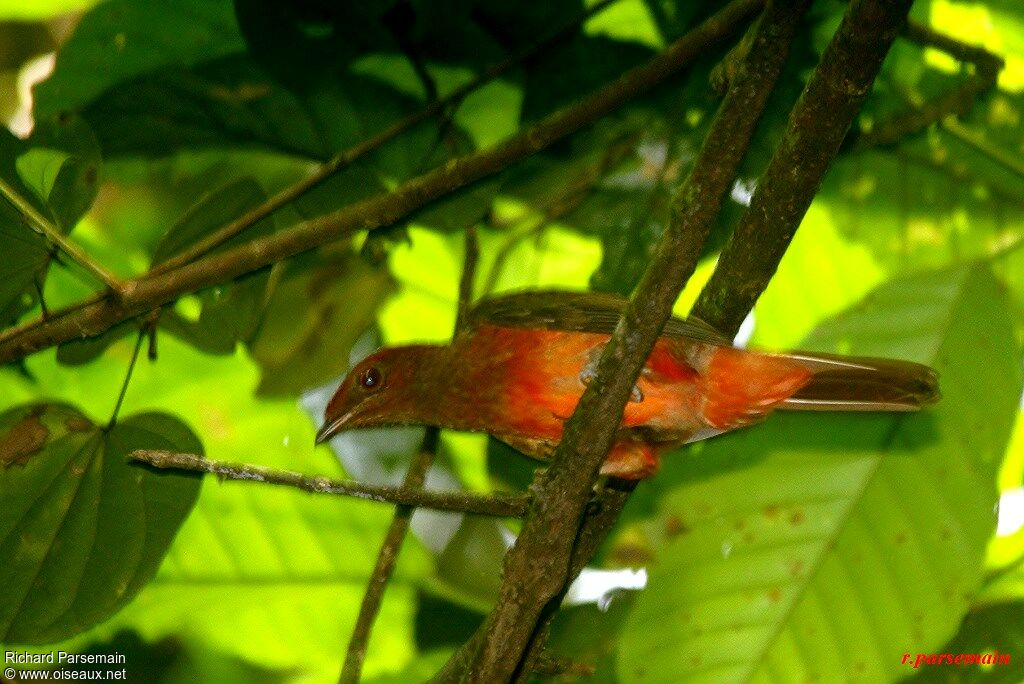 Guianan Red Cotingaadult