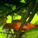 Cotinga ouette