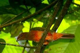 Guianan Red Cotinga