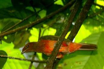 Cotinga ouette