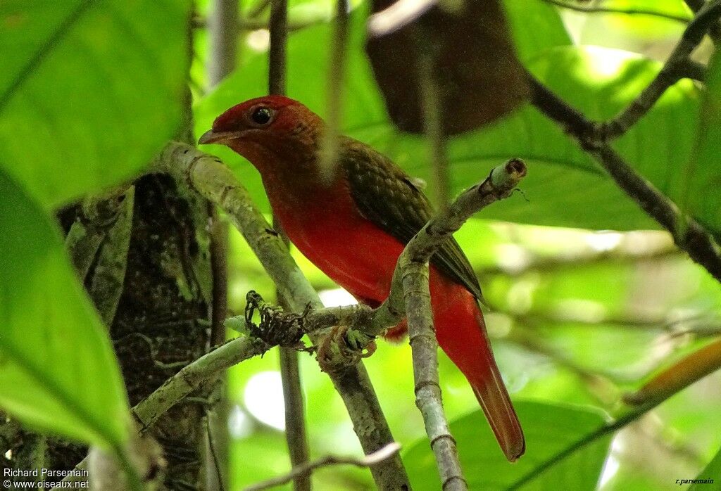 Cotinga ouetteadulte