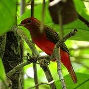 Guianan Red Cotinga