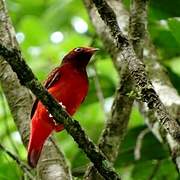 Guianan Red Cotinga