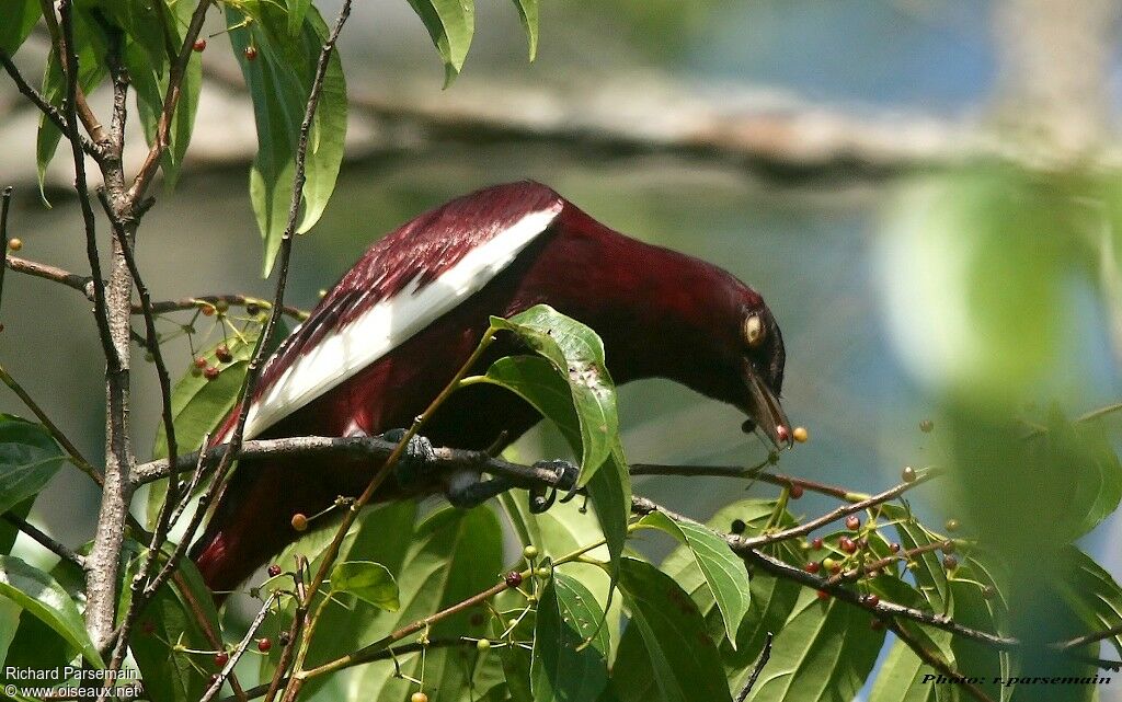 Pompadour Cotinga male adult