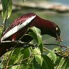 Cotinga pompadour