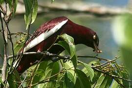 Pompadour Cotinga