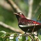 Cotinga pompadour