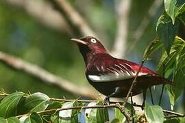 Cotinga pompadour