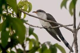 Yellow-billed Cuckoo