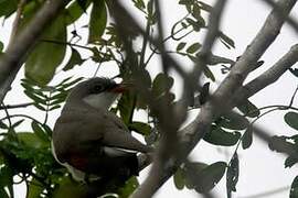 Yellow-billed Cuckoo