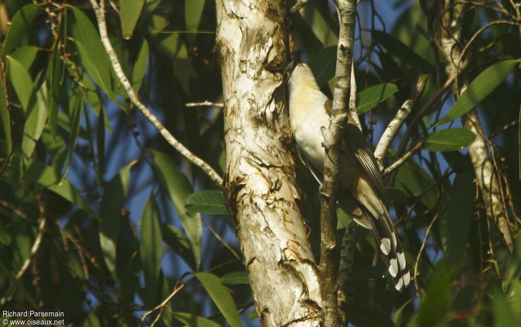 Dark-billed Cuckooadult