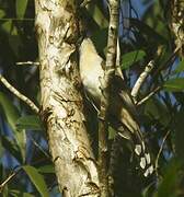 Dark-billed Cuckoo