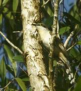 Dark-billed Cuckoo