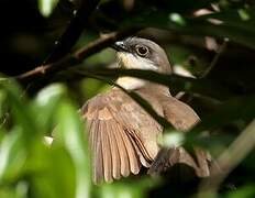 Dark-billed Cuckoo