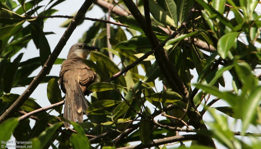 Dark-billed Cuckooadult