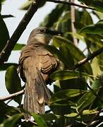 Dark-billed Cuckoo