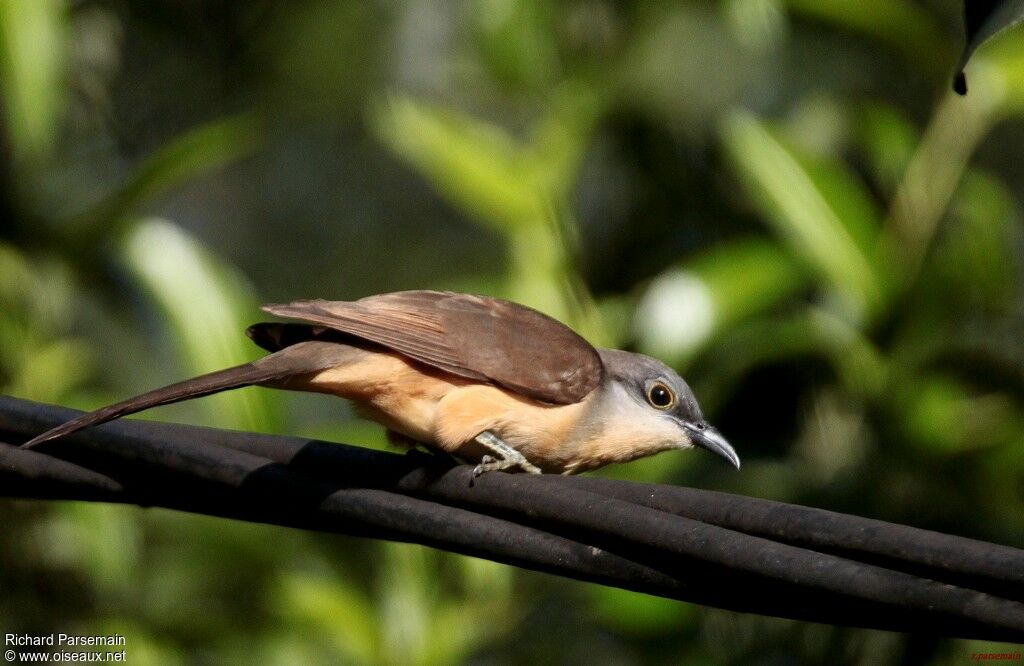 Dark-billed Cuckooadult