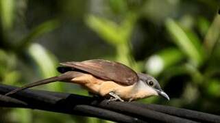 Dark-billed Cuckoo