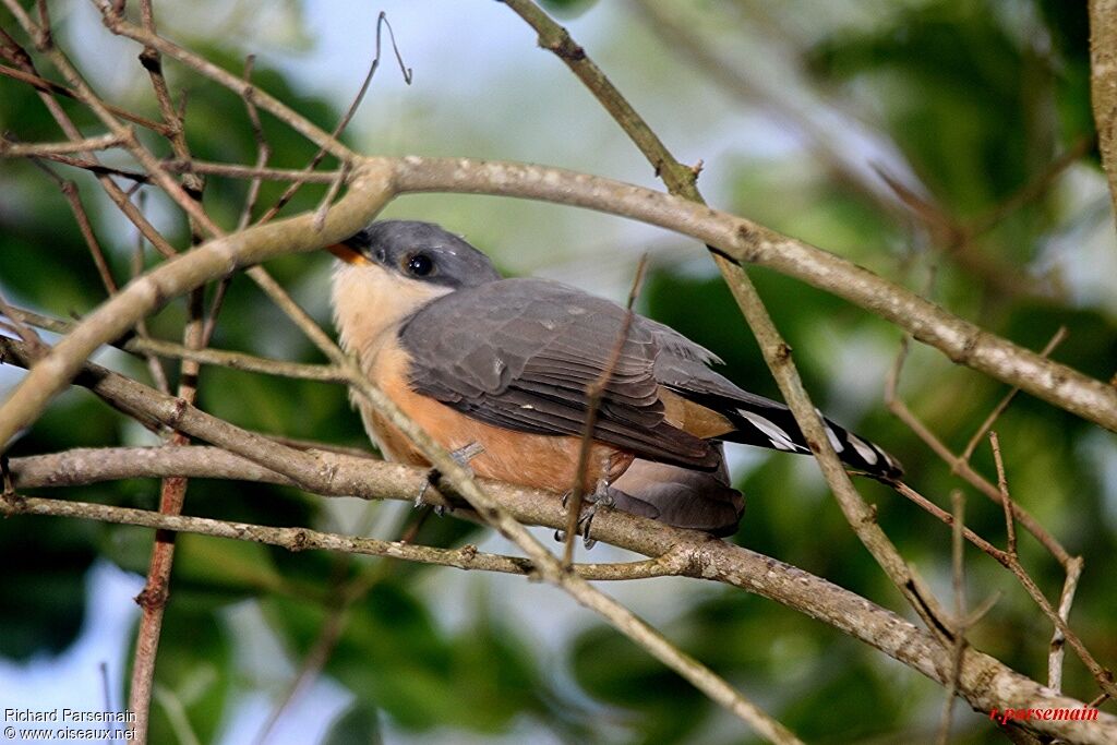 Mangrove Cuckooadult