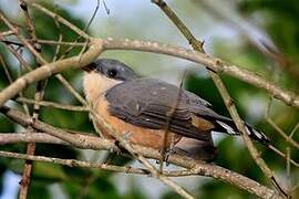 Mangrove Cuckoo