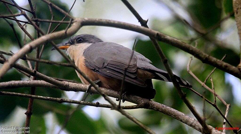 Mangrove Cuckoo