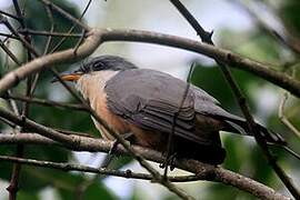 Mangrove Cuckoo