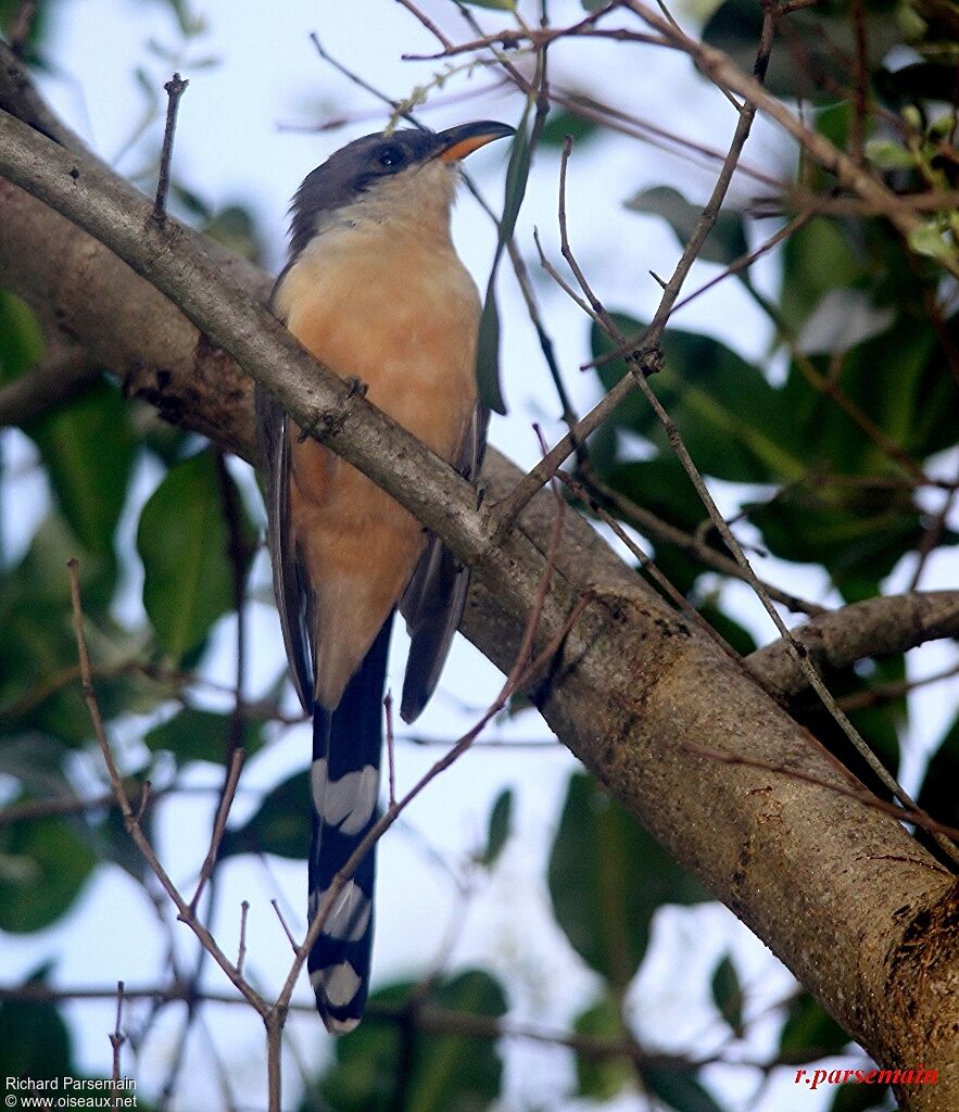 Mangrove Cuckooadult