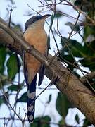 Mangrove Cuckoo