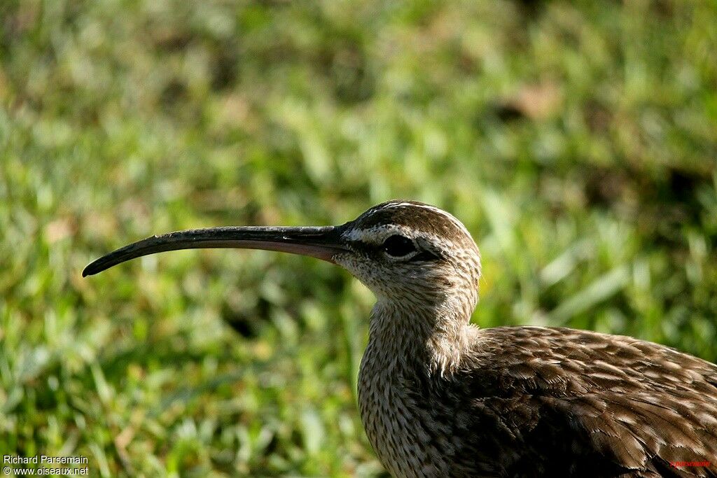 Hudsonian Whimbreladult