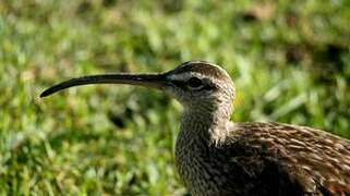 Hudsonian Whimbrel