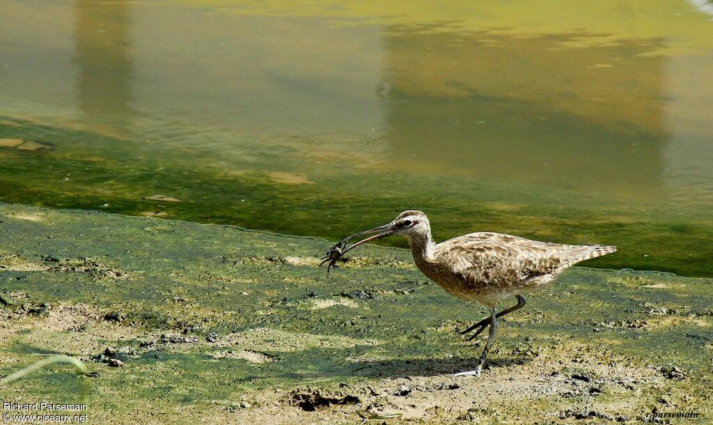 Hudsonian Whimbreladult