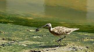 Hudsonian Whimbrel