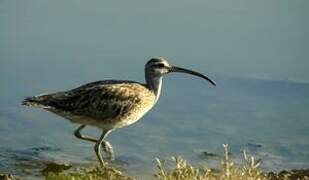 Hudsonian Whimbrel