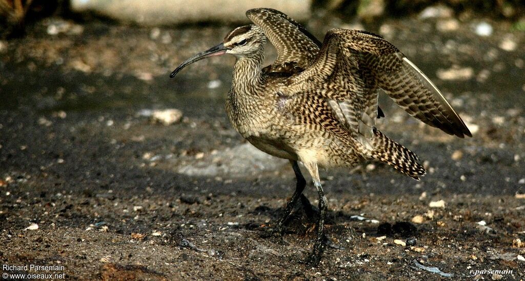 Hudsonian Whimbreladult