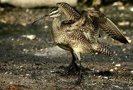 Hudsonian Whimbrel