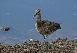 Hudsonian Whimbrel