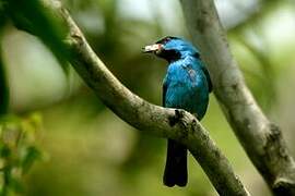 Dacnis bleu