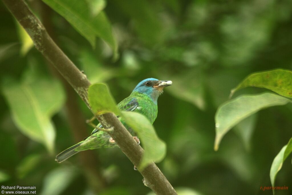 Dacnis bleu mâle adulte