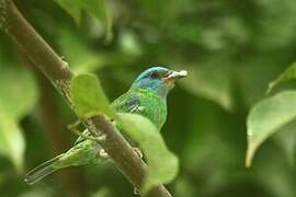 Dacnis bleu