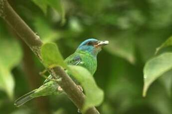 Dacnis bleu