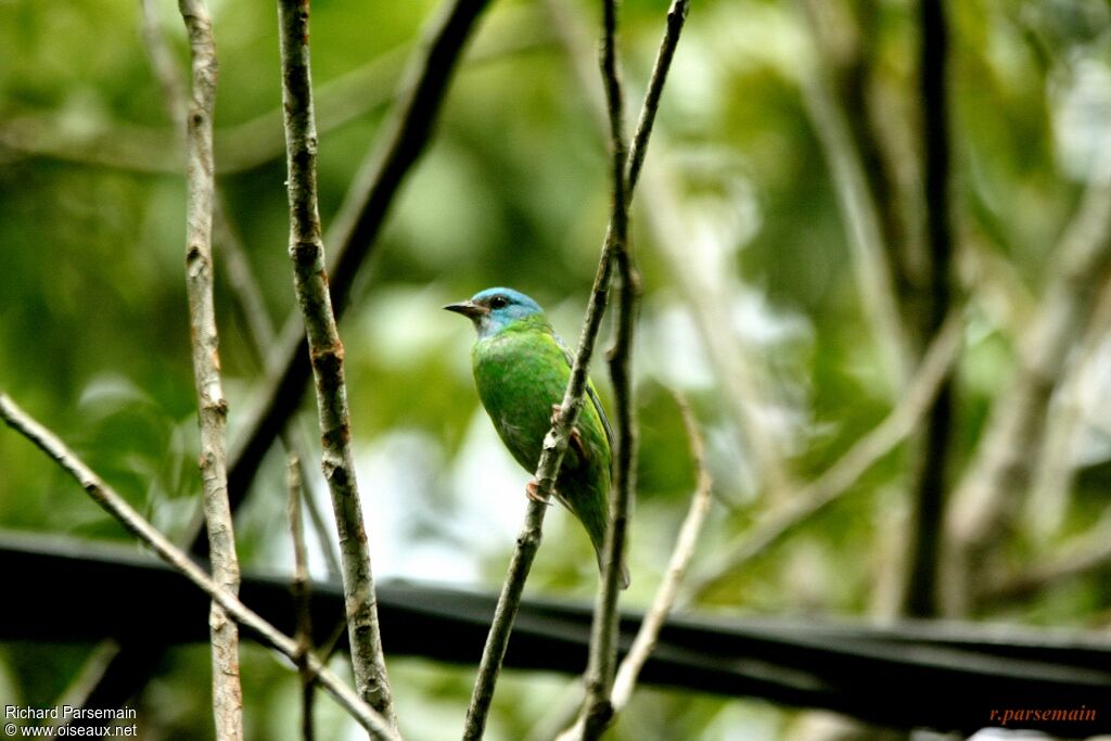 Blue Dacnis female adult